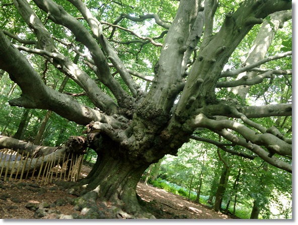 Harry potter store whomping willow tree