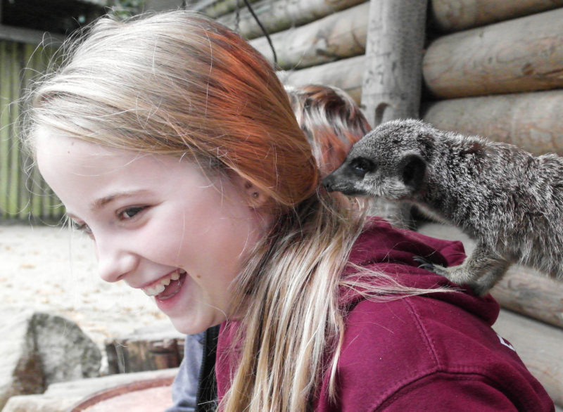 Meerkat Feeding at Paultons Park