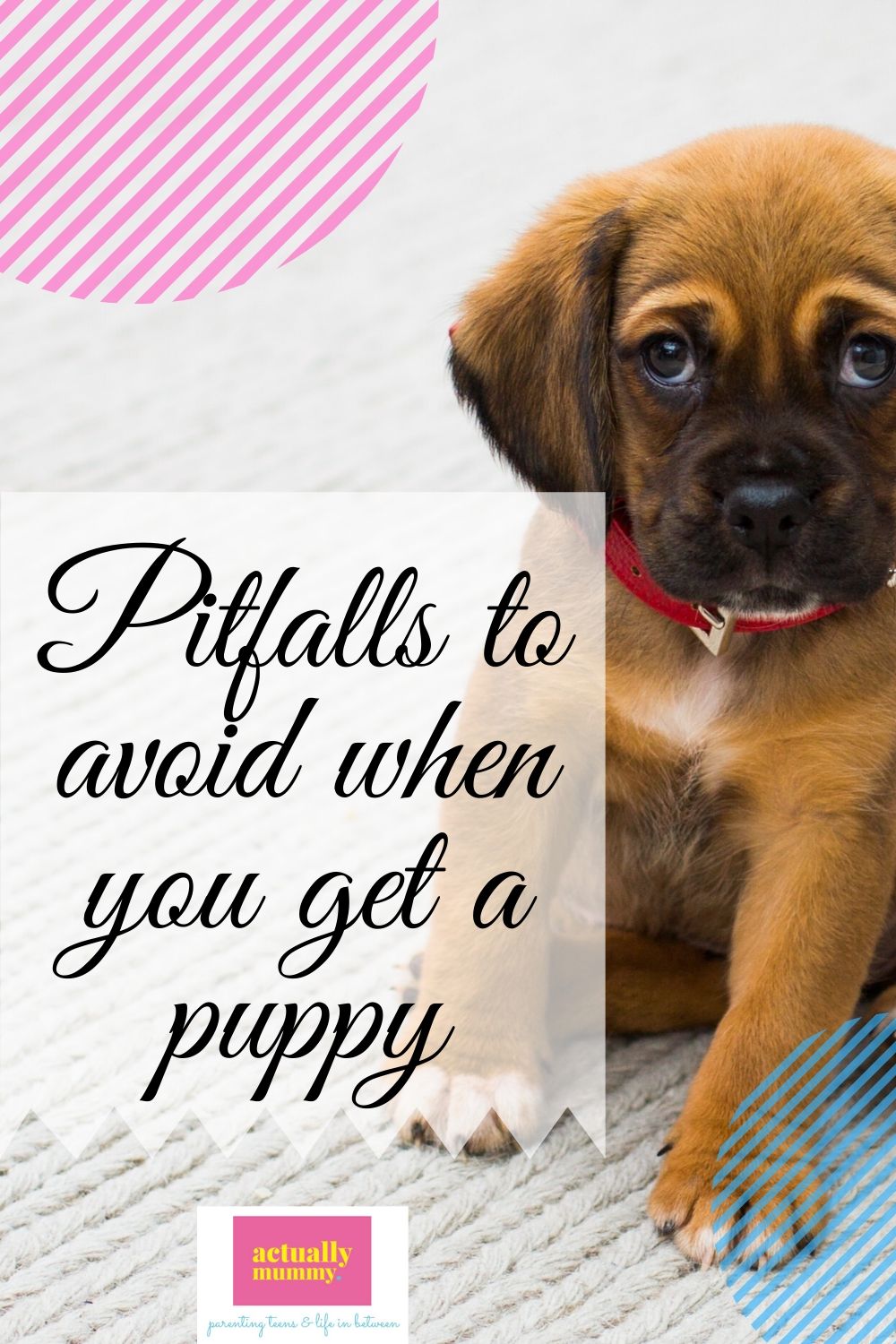 Why A Puppy Is Exactly Like A New Baby