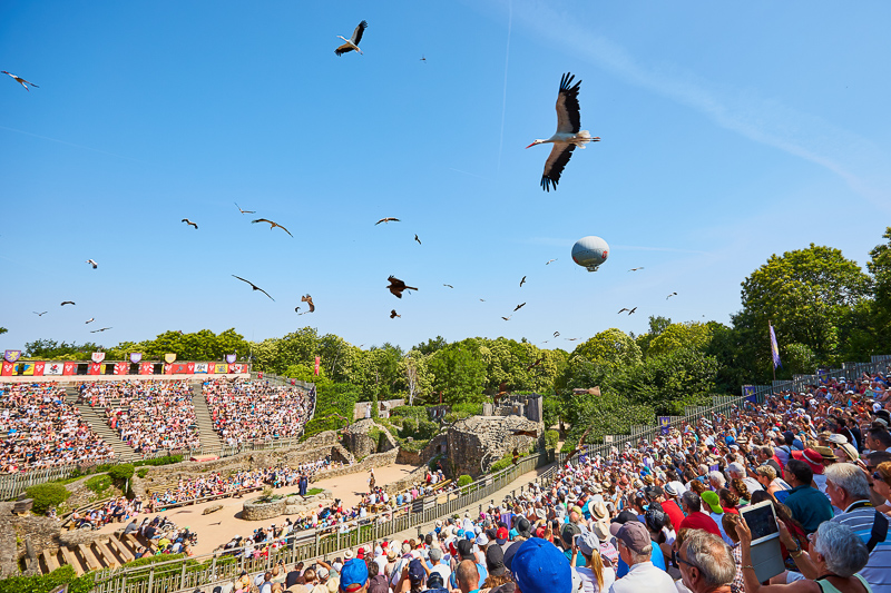 Puy du Fou bird show